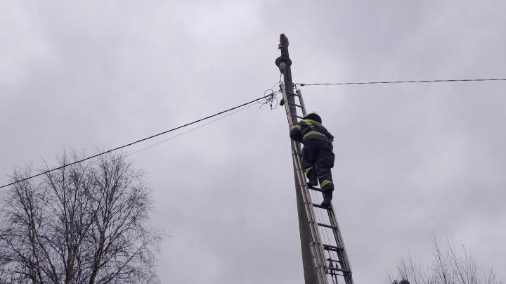 Кот на столбе