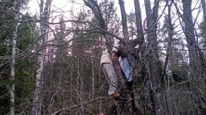 Туристы на дереве