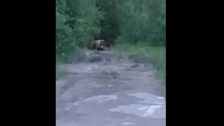 медведица