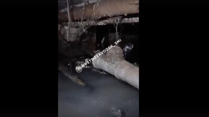 нечистоты в подвале