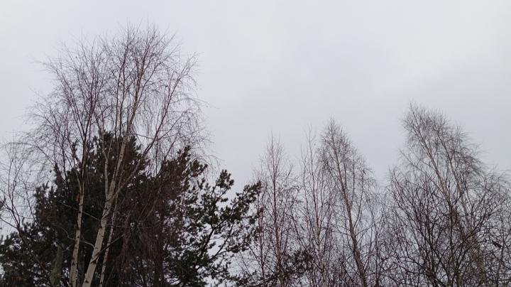 верхушки деревьев