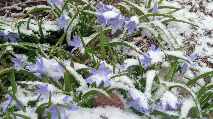 цветы под снегом