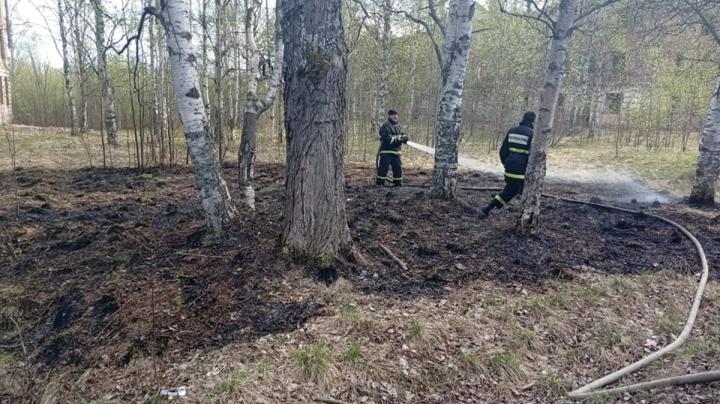 трава горела