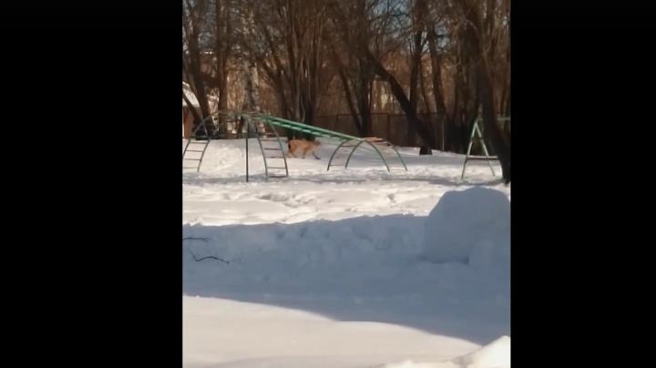 дикий зверь