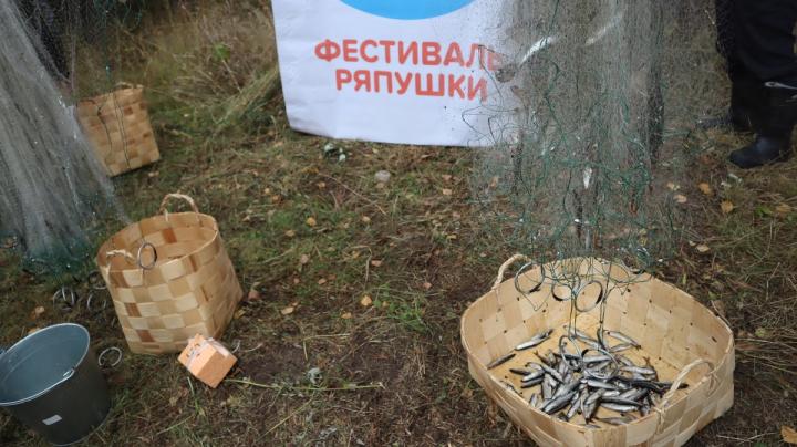 фестиваль ряпушки