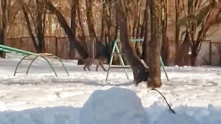 Рысь на школьной спортплощадке в Питкяранте