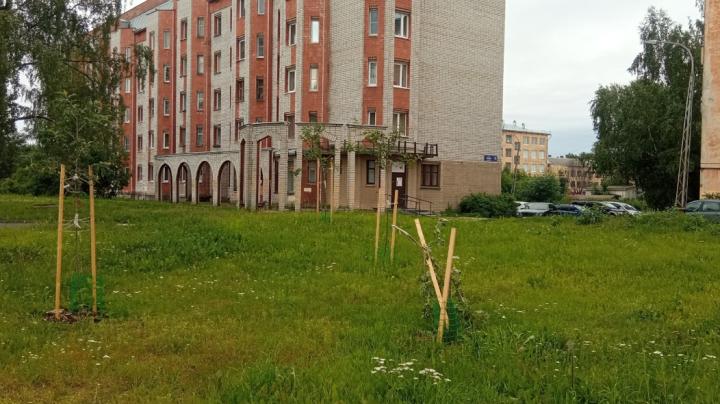 Деревья сломали у сквера Победы