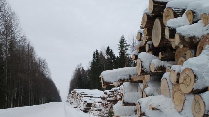 бревна_дорога_зима