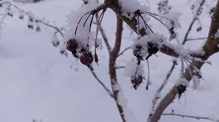 ягоды в снегу