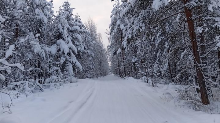 снежные сосны