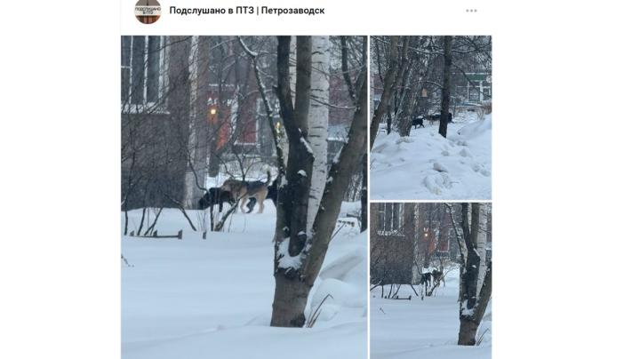 свадьба собак