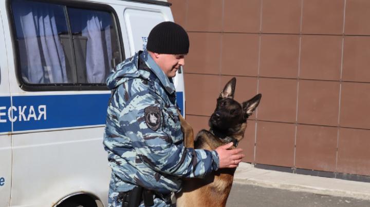 Служебная собака