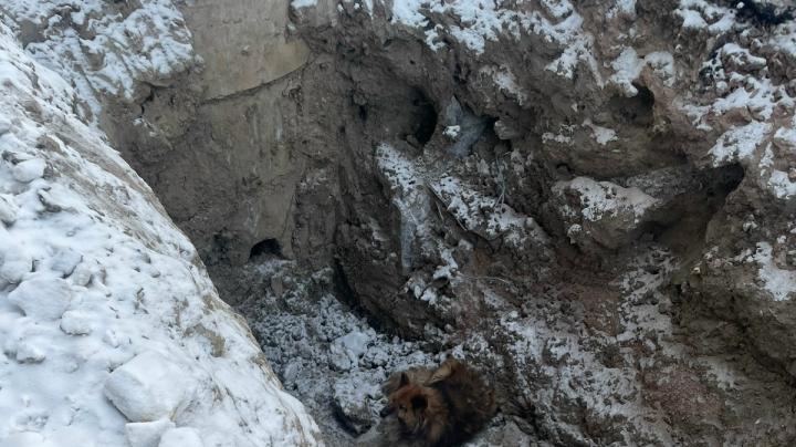 собака на дне котлована