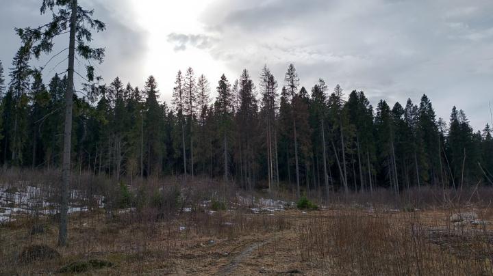 весна_осень_лес_небо_тучи_солнце