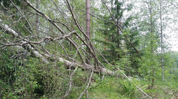 Поваленное ветром дерево