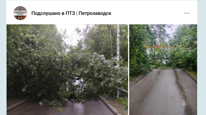 упавшее дерево
