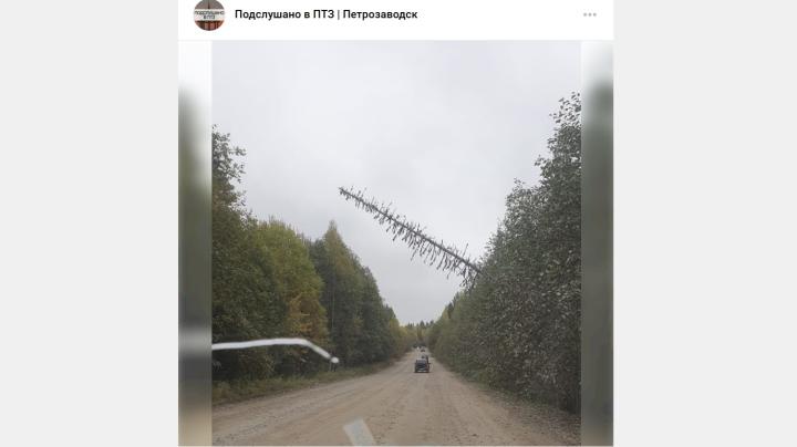 упавшее дерево