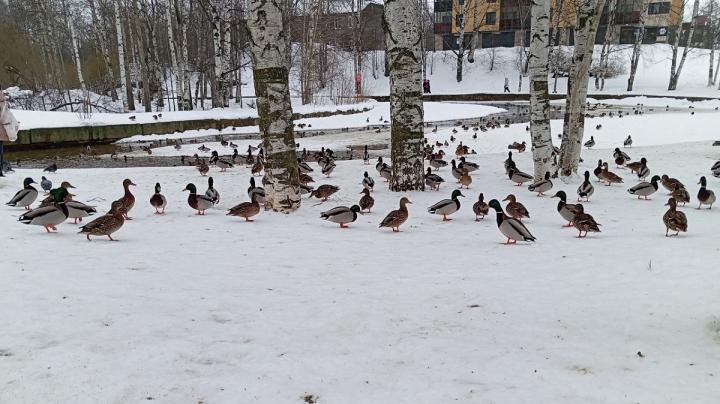 утки в парке