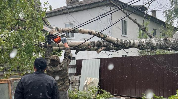 упавшее дерево в Сосновце