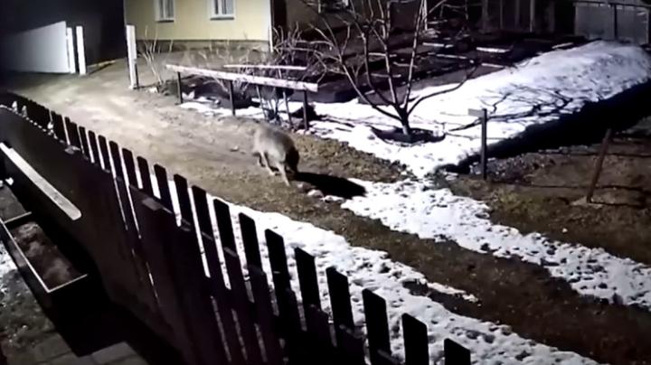 волк