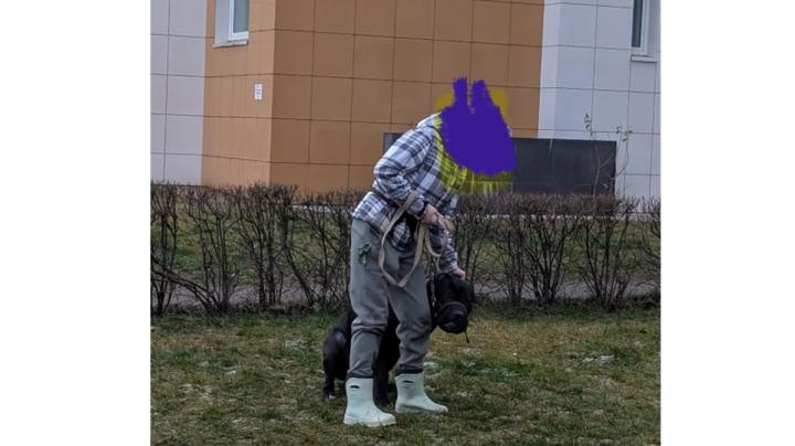 собака