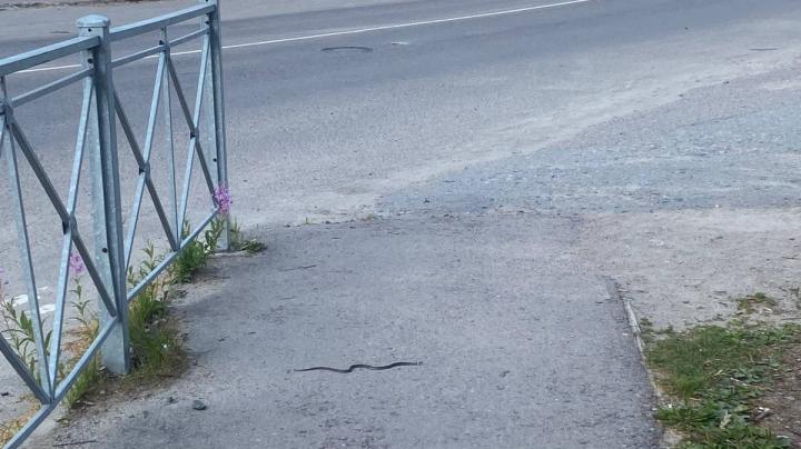 змея ползет по тротуару
