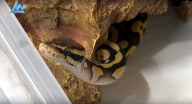 Домашний питон