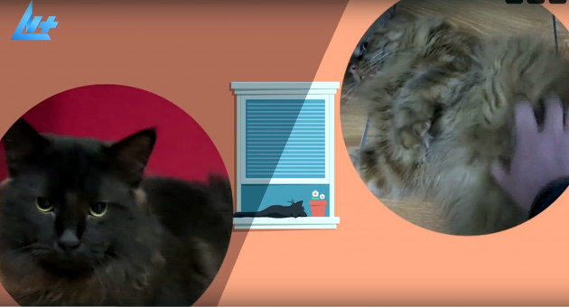 Котики в кружочках