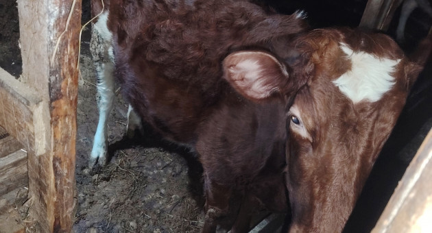 Ферма в Заозерье