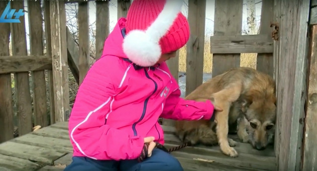 Опекуны для собак