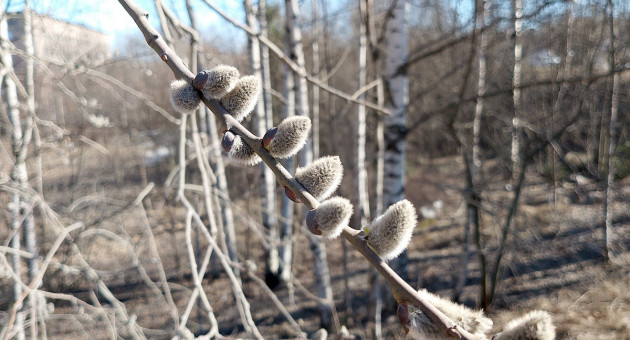 Снег ожидается в Петрозаводске