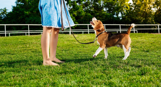 Площадки для собак