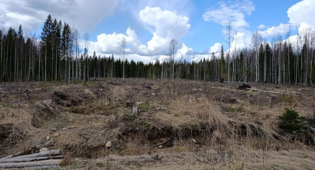 Вырубки в Прионежском районе