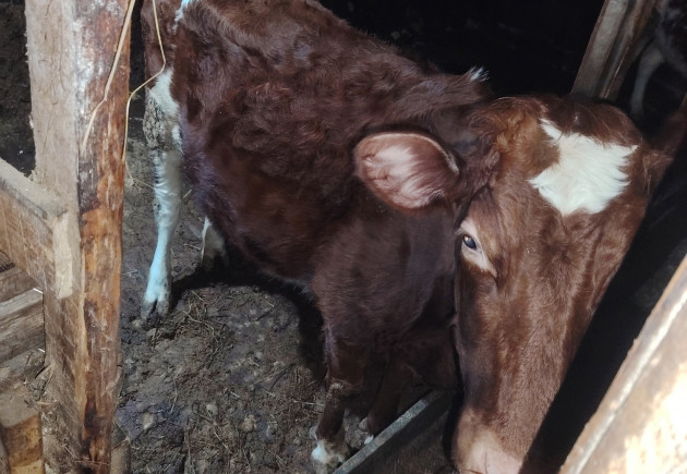 Ферма в Заозерье