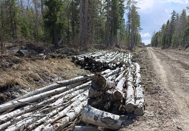 Лесная дорога в Прионежском районе