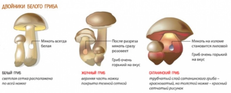 можно ли приготовить поганки. Смотреть фото можно ли приготовить поганки. Смотреть картинку можно ли приготовить поганки. Картинка про можно ли приготовить поганки. Фото можно ли приготовить поганки