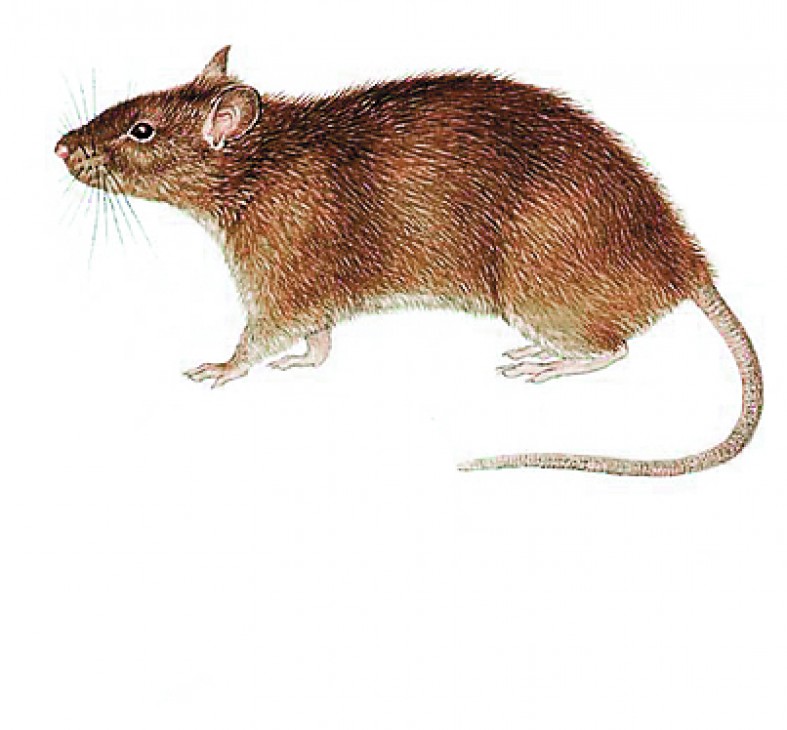 Серая крыса строение. Серая крыса Пасюк. Серая крыса или Пасюк - Rattus norvegicus (отряд Rodentia семейство Muridae). Грызуны строение. Грызуны внешний вид.