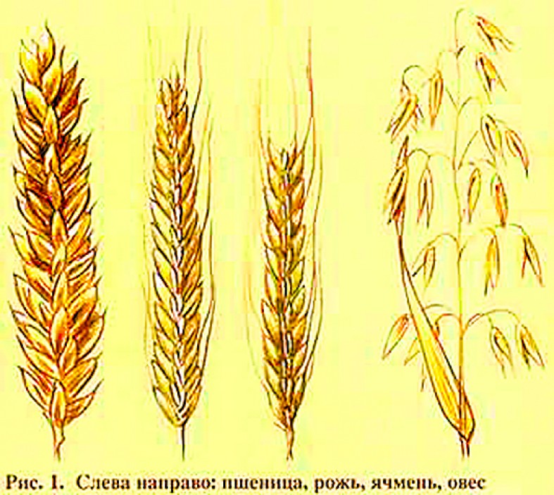 Индекс колоски. Пшеница, рожь, ячмень, овес, кукуруза. Пшеница рожь ячмень овес отличия. Рожь ячмень пшеница разница. Пшеница Колос и рожь Колос отличия.