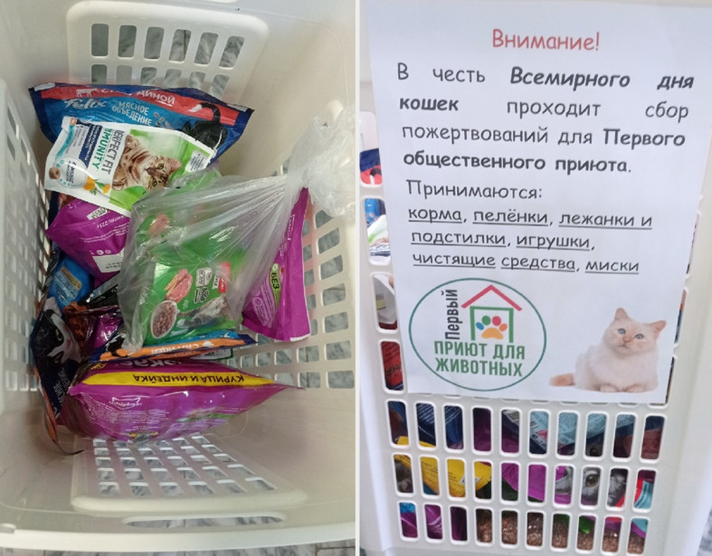 помощь приюту