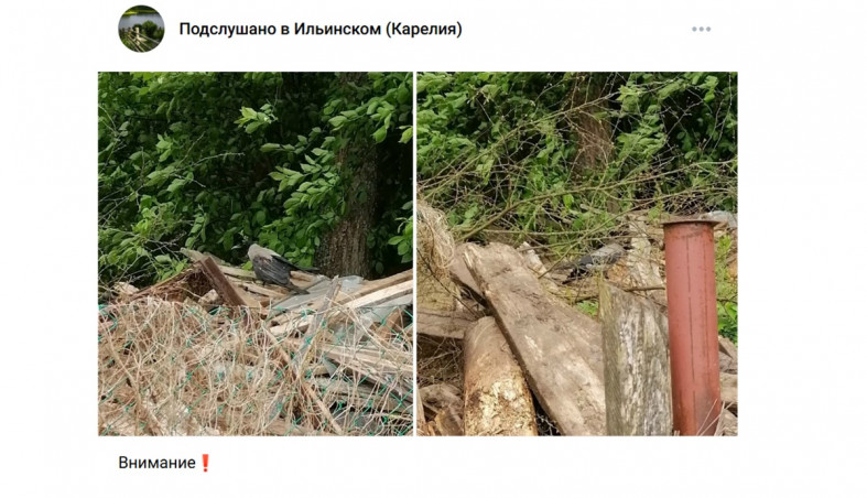 стреляют в птиц