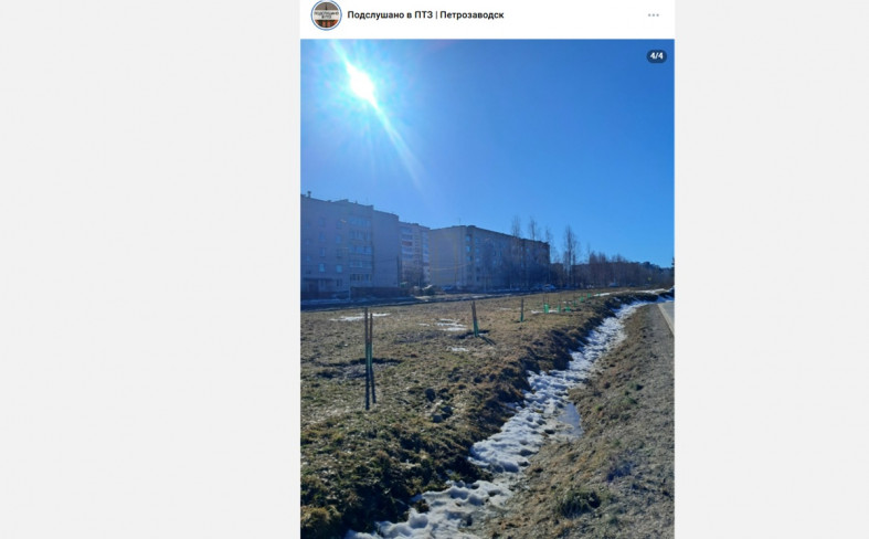 деревья на Древлянке