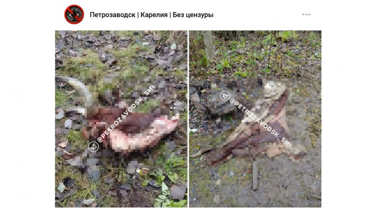 части коровы