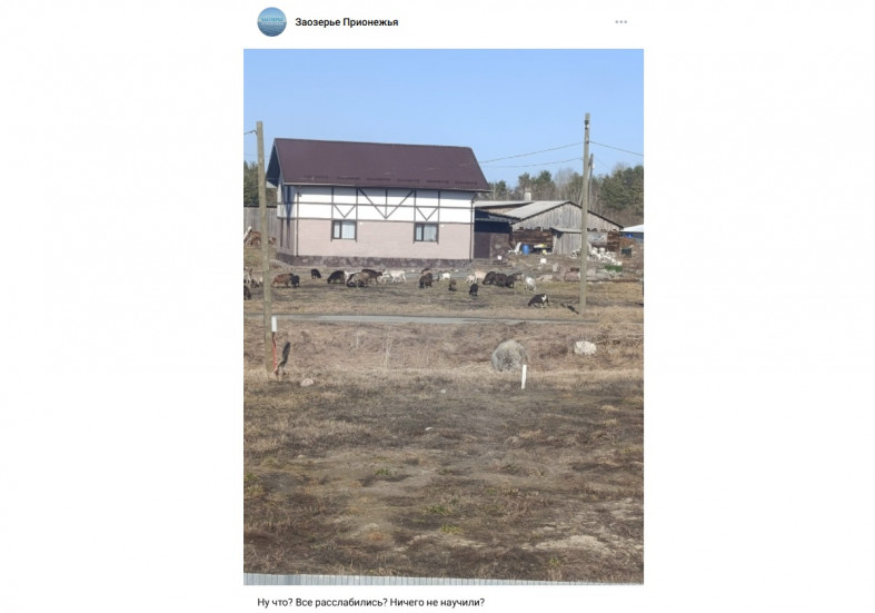 овцы и козы