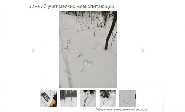 следы на снегу