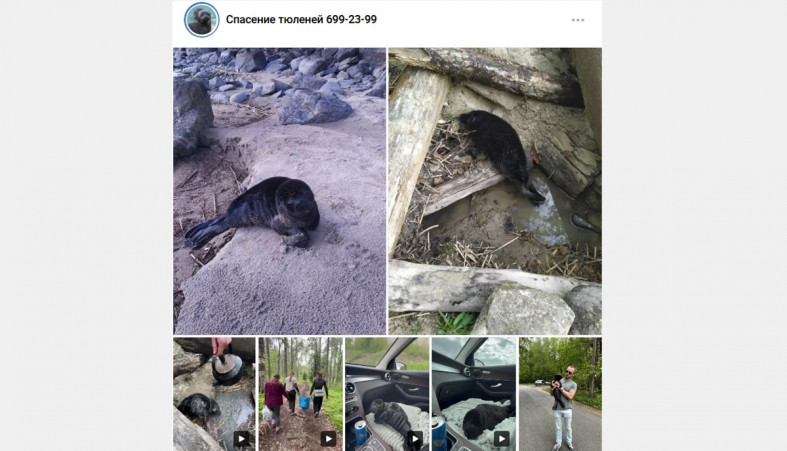 спасение нерпы