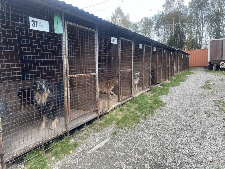 Ася Шарапова