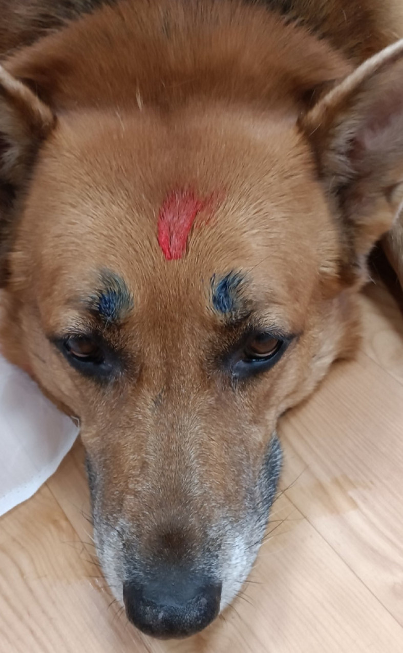 собака лежит