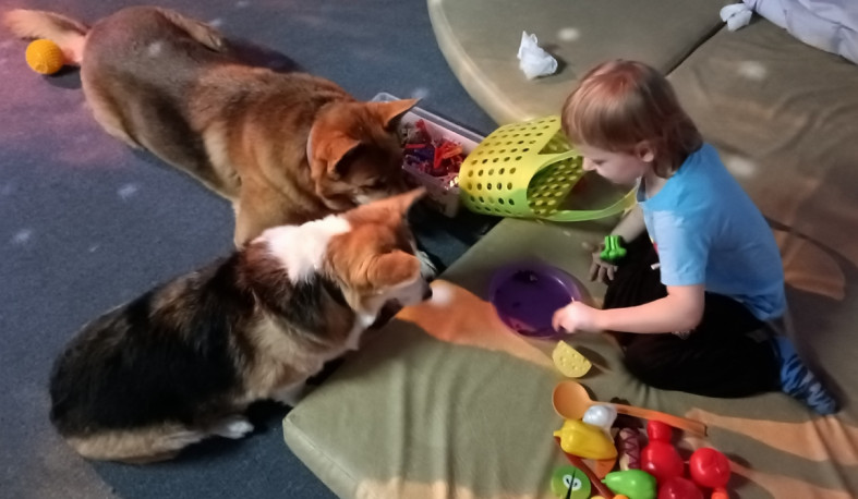 мальчик играет с собаками