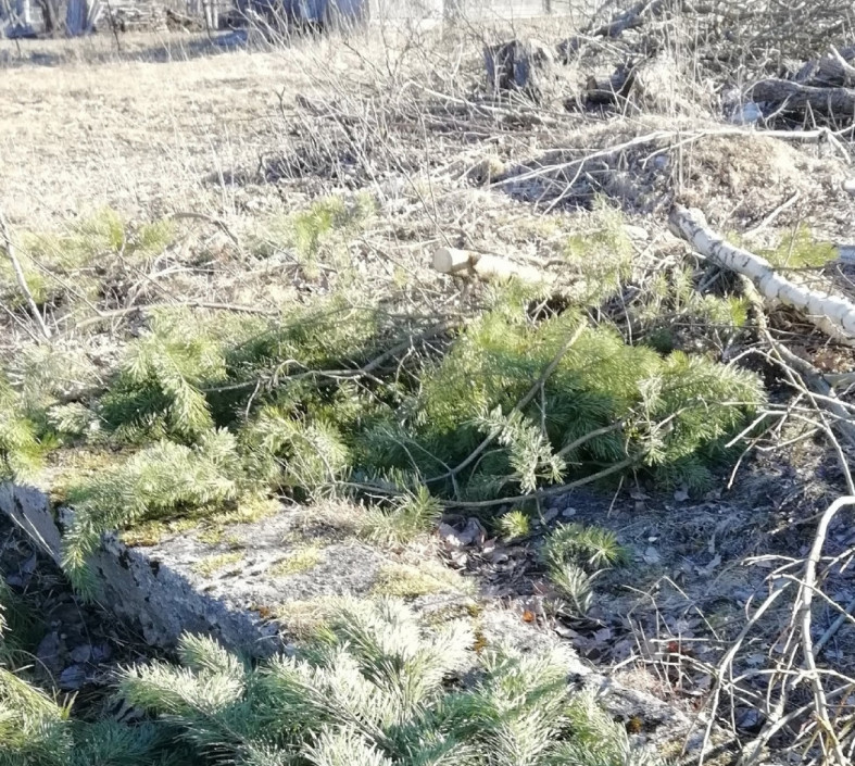 срубленные деревья Галина Задорожная