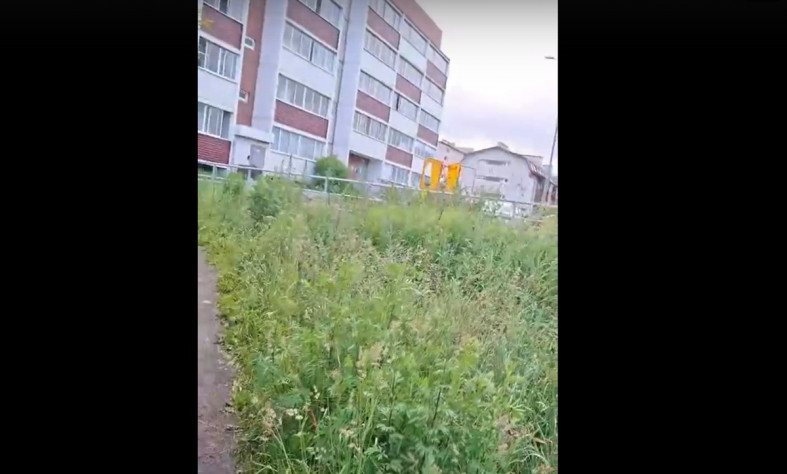 борщевик
